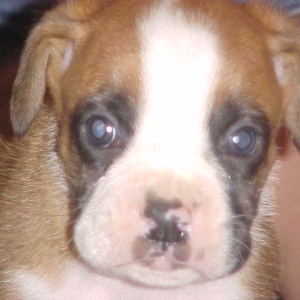 puppy1
