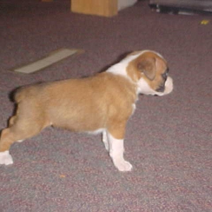 puppy2