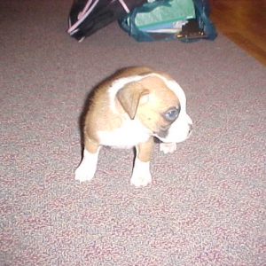 puppy3
