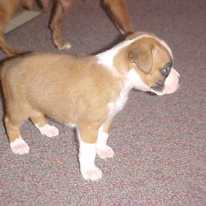 puppy4
