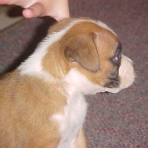 puppy5