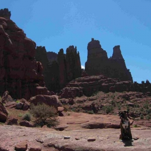 Gracie on vacation in Utah