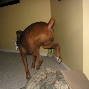 It's a deer.....