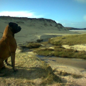 Hosta ,North Uist