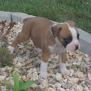 puppy6