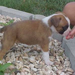 puppy7