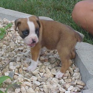 puppy8