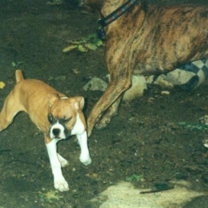 pup1