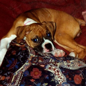 pup2