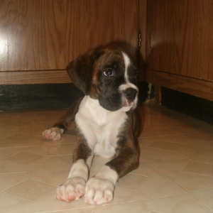 Willie_in_the_kitchen