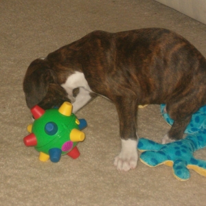 Bumble Ball