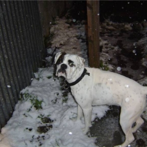 Cold dog
