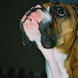 Look at those Jowls