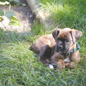 Monty at home in backyard 1