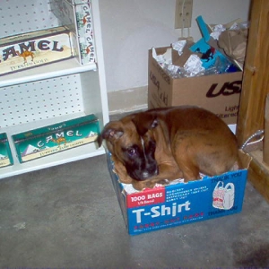 Paisley hard at work!