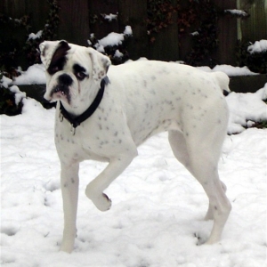 First snow fall