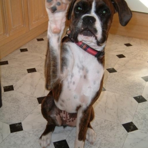 Now can i have some peanut butter on toast?