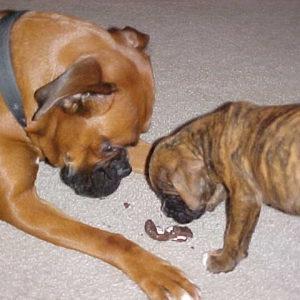 Zinser checking out Maggie's treat
