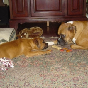 Xander and Chloe discuss treats.