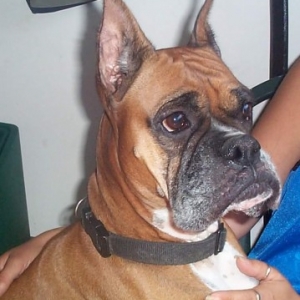Harley My Baby Girl