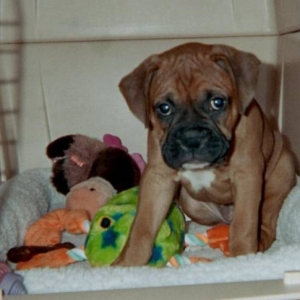 Belle in crate