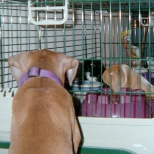 Belle checking out the GP's