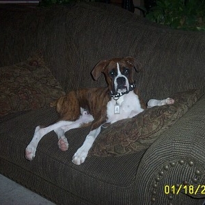 The king on his throne