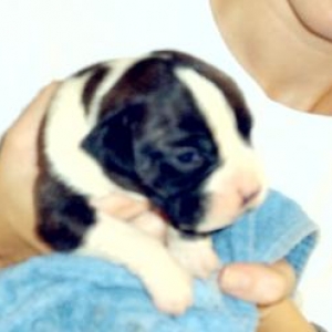 Attila