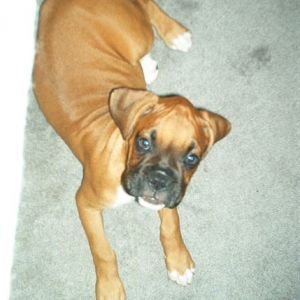 Cody at 10 weeks