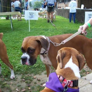 Bark n The Park Aug 29th
