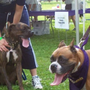 Dutch and a boxer buddy!!