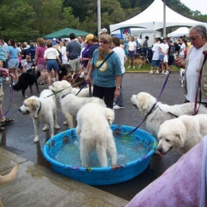 Great Pyranese at the walk