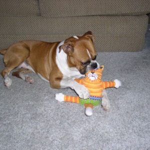 Roxy and the Awful Mad Kitty