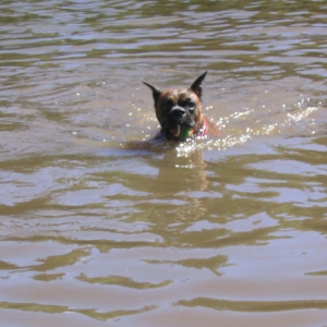 Who says Boxers can't swim?