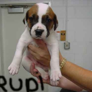 rudi_1