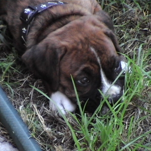 CASSIUS-8 WEEKS OLD