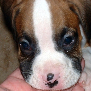 Ragnar-8 weeks