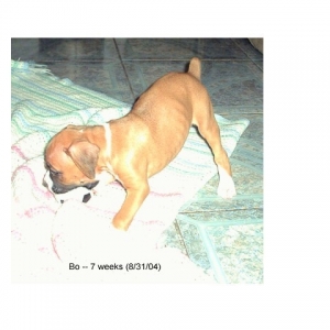 Baby Bo