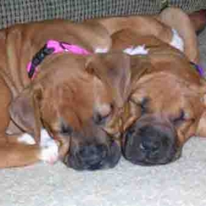 Maddy & Truvie Sleeping