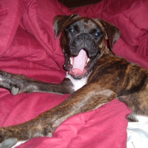 Bella Yawn