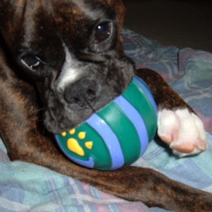 Bella's Ball