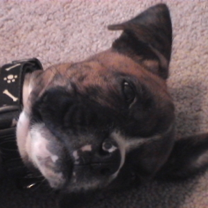 CASSIUS-8 WEEKS OLD