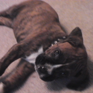 CASSIUS-8 WEEKS OLD