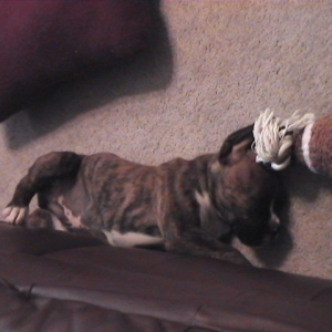 CASSIUS-8 WEEKS OLD