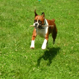 fetch