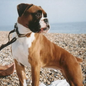 Buffy On The Beach