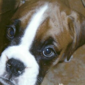 Baby Buffy