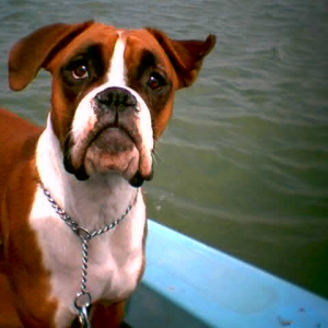 Buffy On The Boat