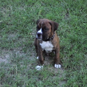 CASSIUS-8 WEEKS OLD