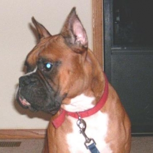 Samson 2 Years Old